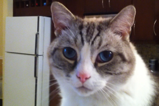 cat chiron saved with CD Invisible Presence
